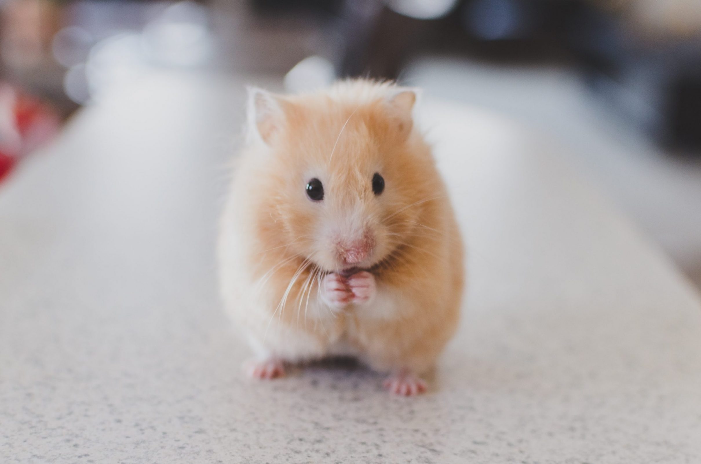 Επιστήμονες γυρίζουν πίσω το αναπαραγωγικό ρολόι σε ποντίκια