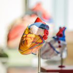 Τα άτομα με συγγενείς καρδιοπάθειες ανησυχούν ότι είναι υπογόνιμα, αλλά αυτό δε φαίνεται να ισχύει  